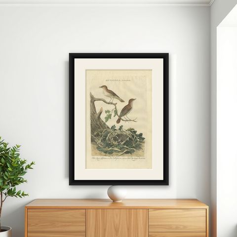 Antique Bird Print of the Nightingale by Sepp & Nozeman, 1789, shown framed on a wall