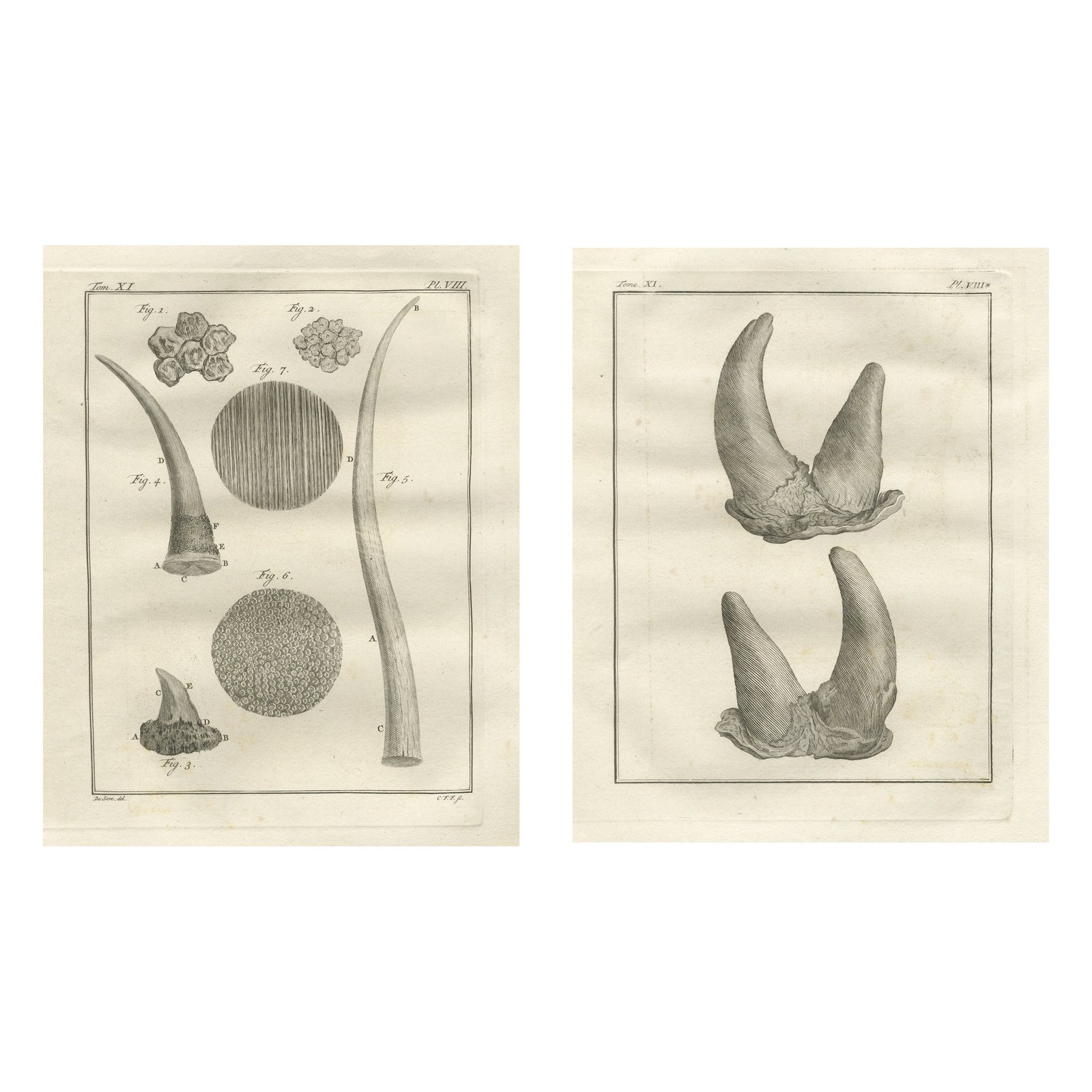 Antique Rhinoceros Horn Anatomy Engravings, Buffon Scientific Pair 1769
