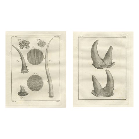 Antique Rhinoceros Horn Anatomy Engravings, Buffon Scientific Pair 1769