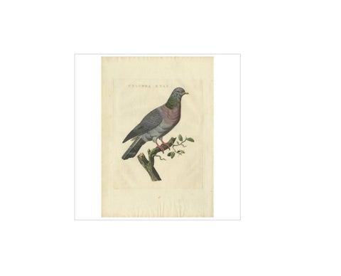 Stock Dove, Columba Oenas, Nozeman & Sepp Antique Bird Print, c.1829, view 2