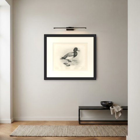 Scaup Drake with Two Mussel Shells, Plate CLXXXIII after Lilian Medland, c. 1909, shown framed on a wall