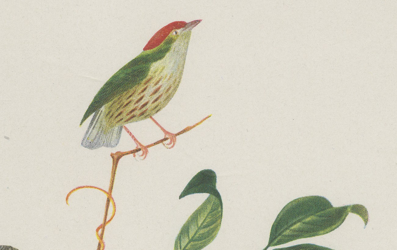 Manakins and Tanagers, Brazilian Bird Print, Descourtilz, 1944, view 3
