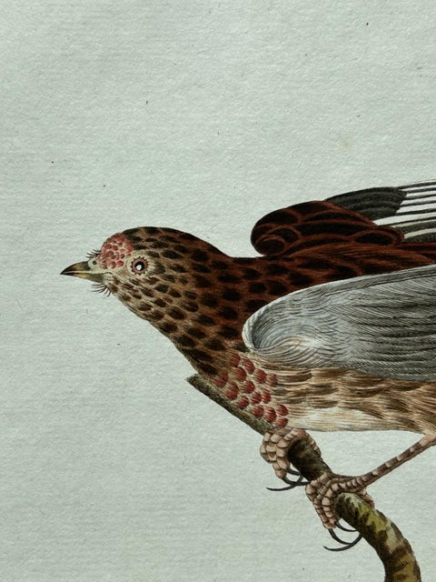 Fringilla Linota, Common Linnet, Hand-Colored Engraving by Nozeman, 1770–1829, view 6
