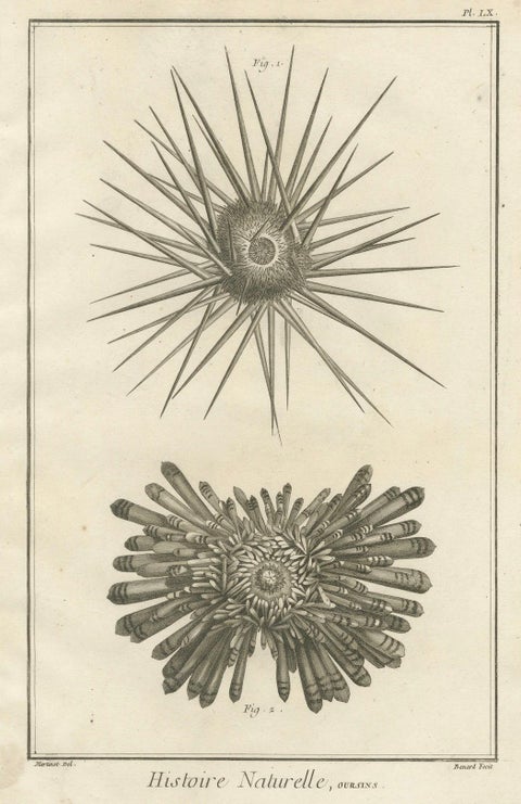 Set of Three Engravings of Sea Urchins and Marine Life by Diderot, ca.1770, close-up 2