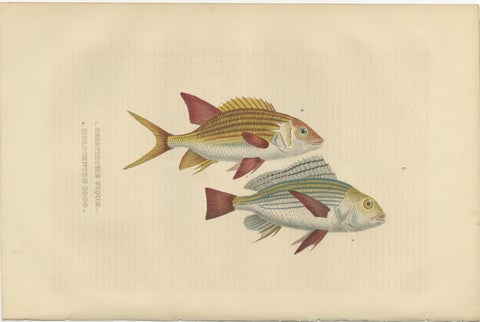 19th Century Sheepshead Seabream and Squirrelfish Antique Fish Print, 1845, view 2