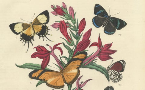 1861 Hand-Colored Lithograph of Butterflies and Botanical Flowers, close-up 1