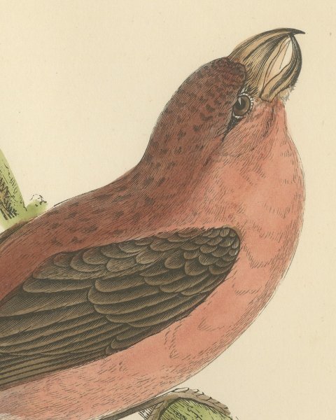 Parrot Crossbill on a Broken Branch, Antique Bird Print, Morris, 1896, close-up 1