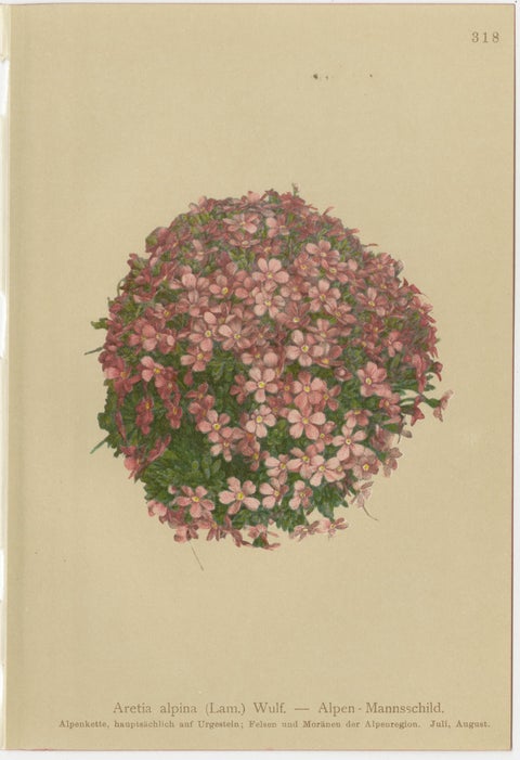 Alpine Botanical Prints Set of 5, Aretia & Douglasia, Antique Chromolithos, 1897, view 5