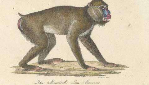 Antique Mandrill & Baboon Lithograph by Karl Joseph Brodtmann, 1816, close-up 2