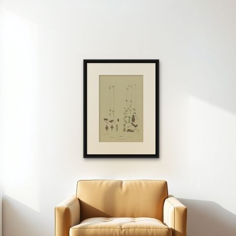 Antique Botany Print of the King-in-his-Carriage & Glossy-Leaved Hammer Orchid, shown framed on a wall