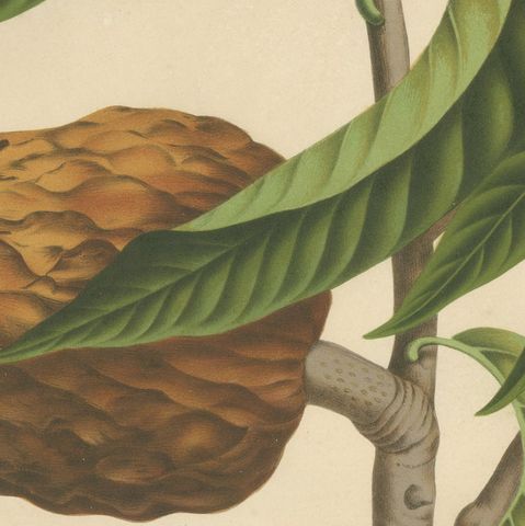 Antique Bullock's Heart Botanical Chromolithograph by Hoola van Nooten, c. 1880, close-up 5
