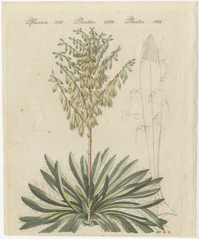 Yucca Adam's Needle in Full Flower, Antique Bertuch Print, circa 1812, view 2