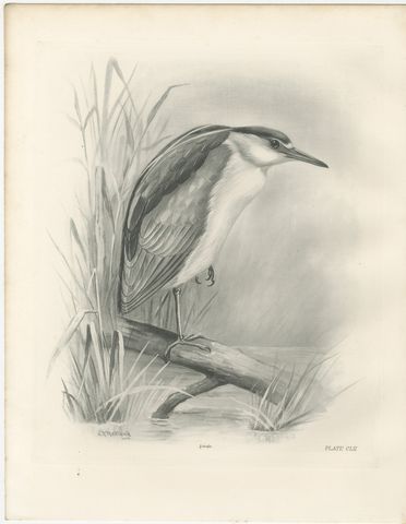 Night Heron, Antique Bird Print after Lilian Medland, circa 1909