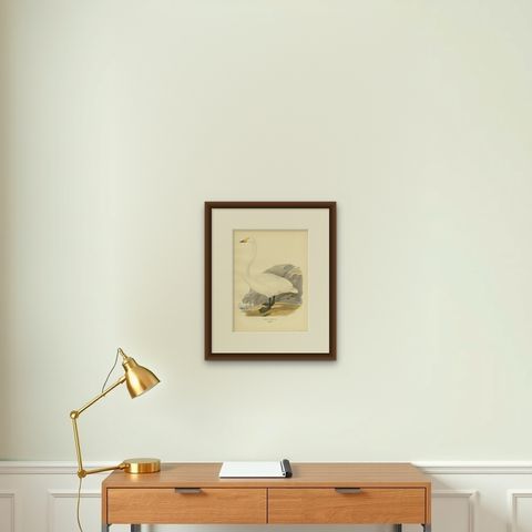 Cygnus Cygnus Antique Bird Print, Whooper Swan, Early 20th Century, shown framed on a wall