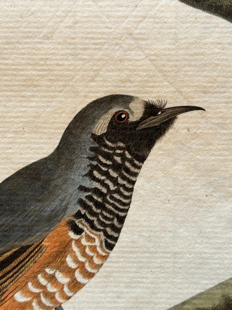 Motacilla Erithacus, Antique Common Redstart Print by Nozeman & Sepp, 1809, view 6