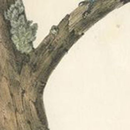 Antique Bird Print of the Canadian Woodpecker by Audubon, c.1840, close-up 2