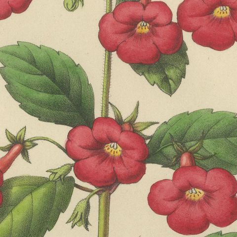 Red Achimenes Flower Botanical Lithograph, Charles Morren, 1845, close-up 6