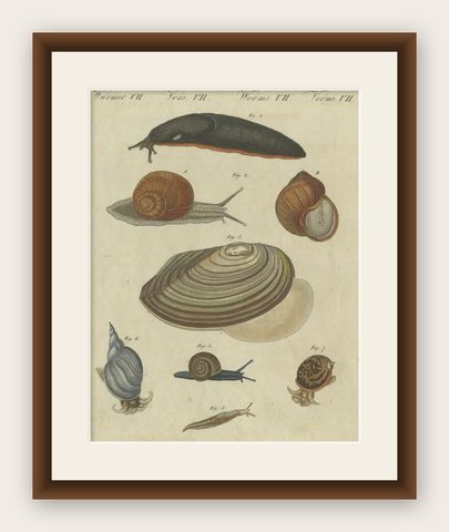 Exquisite 1805 Hand-Colored Engraving of Mollusks and Slugs from Bertuch’s Work, shown framed