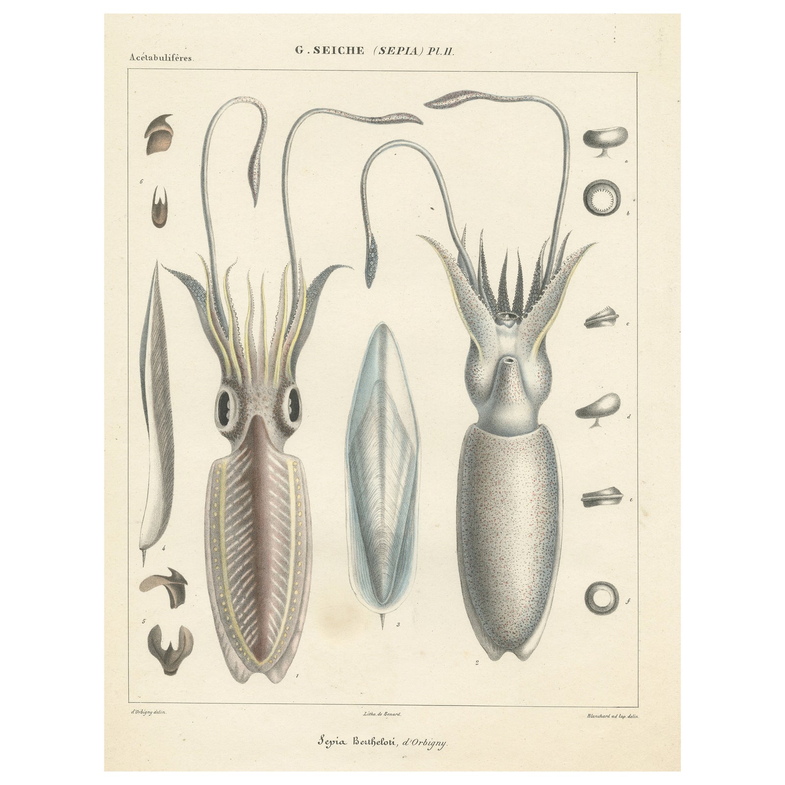 Antique Print of Sepia Bertheloti or the African Cuttlefish, 1845