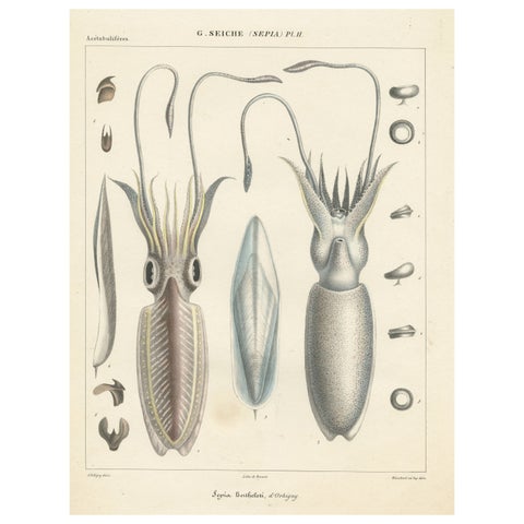 Antique Print of Sepia Bertheloti or the African Cuttlefish, 1845