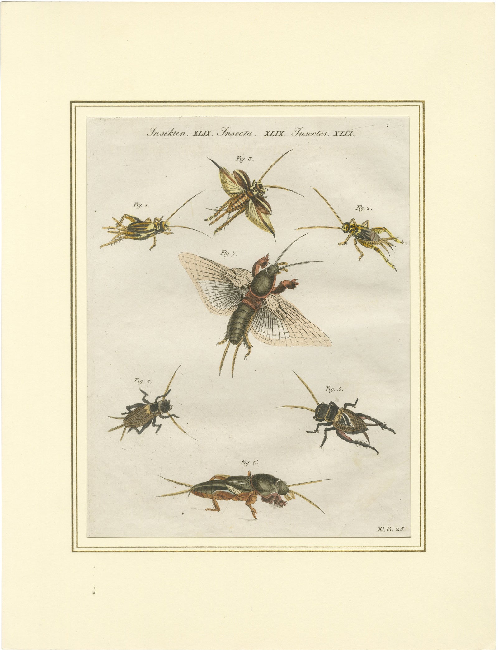 Antique Crickets & Mole Cricket Engraving, Bertuch, 1807
