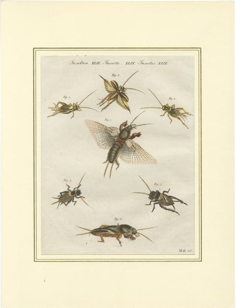 Antique Crickets & Mole Cricket Engraving, Bertuch, 1807