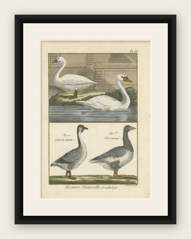 Antique Bird Print of Geese by Bonnaterre, 1790, shown framed