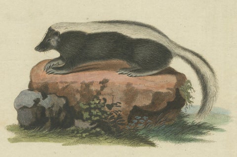 Elegance in Black and White: the Striped Skunk Engraved, circa 1774, close-up 3