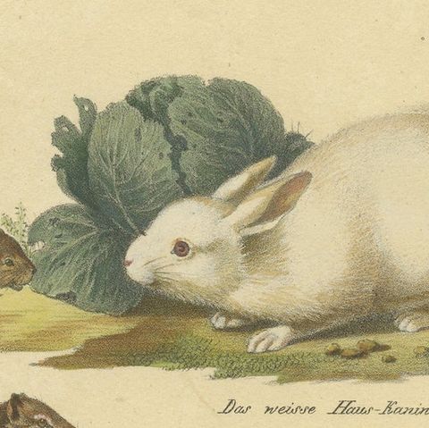 Antique Hand Colored Print of a Rabbit, Hares, Pika and Other Rodents, close-up 1