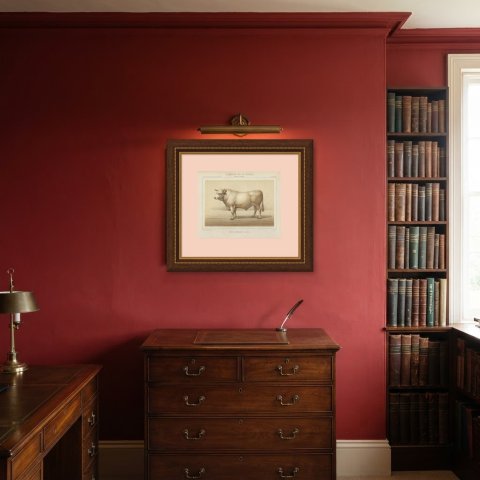 Charolais Bull, French Cattle Breed, Antique Chromolithograph by Borie, 1863, shown framed in a room