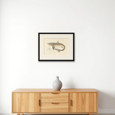 Antique Shark Illustration, Tope Shark from Iceland-Greenland Voyage, 1845, shown framed on a wall