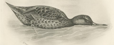 Shoveler Duck Feeding at the Surface after Lilian Medland, c. 1909, close-up 1