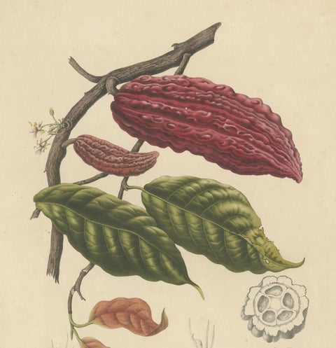 Theobroma Cacao, Cocoa Tree Botanical Lithograph c.1863, view 3