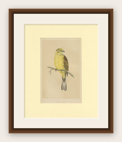 Antique Bird Print of a Yellow-Hammer, shown framed