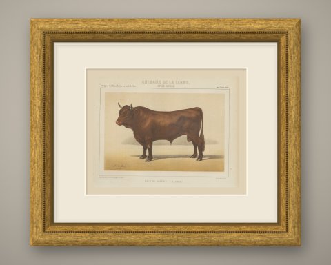 Salers Bull, French Cattle Breed, Antique Chromolithograph by Borie, 1863, shown framed