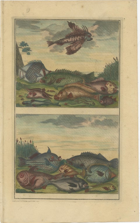 Set of 12 Colored Antique Prints of Various Fishes and Crustaceans, view 9