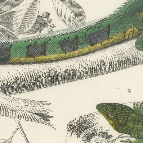 Antique Print of the Green Iguana and European Green Lizard, close-up 2