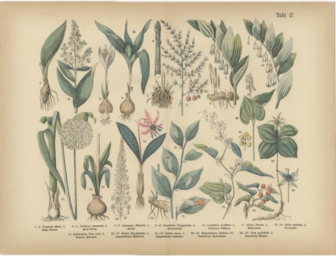 Antique German Botanical Atlas Plates, Tafel 17–18, Lilies & Irises, 1885, view 2