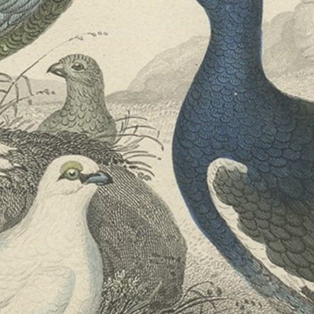 Old Bird Print of a Partridge, Red Grouse, Ptarmigan, Black Cock and a Hen, 1862, close-up 2