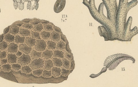 Corals & Jellyfish Print: Medusa, Anemone, Corals, Ctenophores, Antique 1867, close-up 2