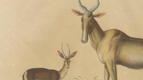 Antique Antelope Lithograph by Karl Joseph Brodtmann, 1816, close-up 6