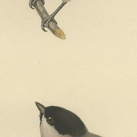 Attractive Antique Bird Print of The Coal Tit, 1927, close-up 1