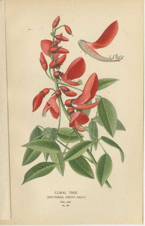 Garden Elegance: A Triptych of 19th Century Botanical Illustrations, 1896, view 2