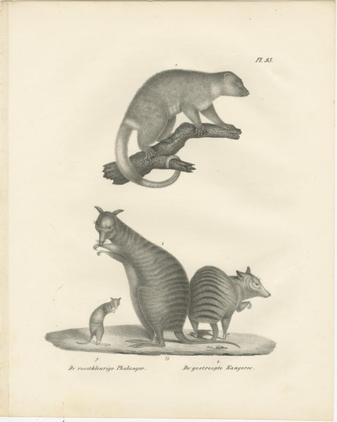 19th-Century Lithograph of a Rust-Colored Phalanger and Striped Kangaroo, view 2