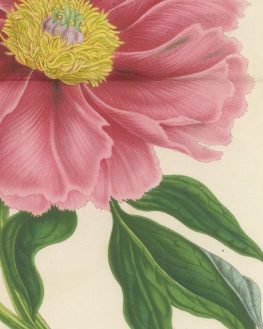 Tree Peony Impératrice de France, Paeonia Moutan Chromolithograph, 1858, close-up 2