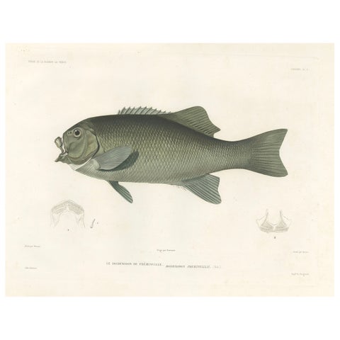Antique Print of Fréminville’s Reef Fish, Hand-Colored French Lithograph, 1846