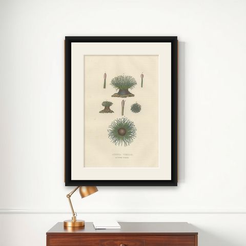 19th Century Snakelocks Anemone Antique Engraving Original Handcoloring, 1845, shown framed on a wall