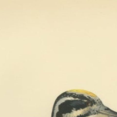 Antique Bird Print of the Male Eurasian Three-Toed Woodpecker by Von Wright, close-up 1
