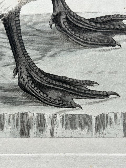 Anas, Brenta, Barnacle Goose from Nederlandsche Vogelen, 1797, view 3