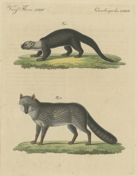 Original Hand-Colored Antique Print of a Weasel and Fox species, close-up 1